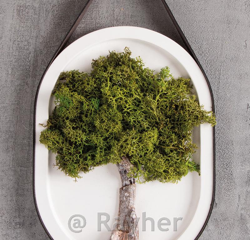 OVALNI PLADENJ Z MAHOVIM DREVESOM