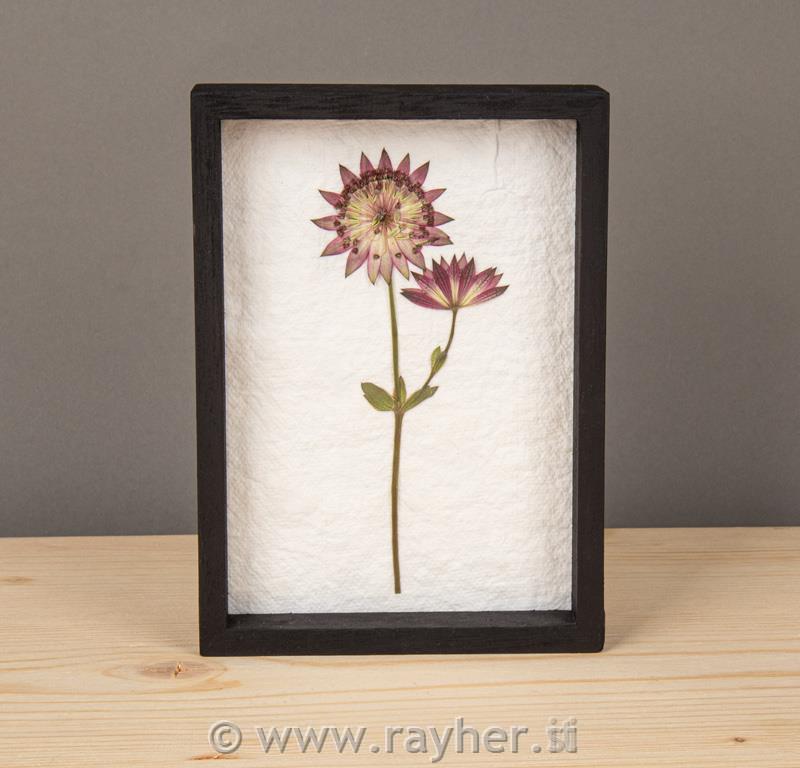 POSUŠENI CVETOVI V OKVIRJU