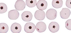 Perle lesene, pološčene, 6mm, sv. pink, 115 kosov