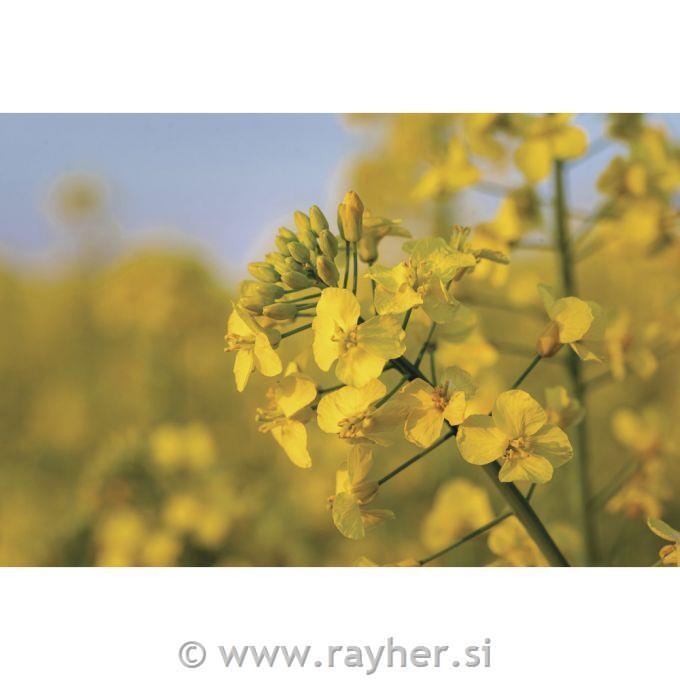 Vosek iz repne ogrščice 1 kg