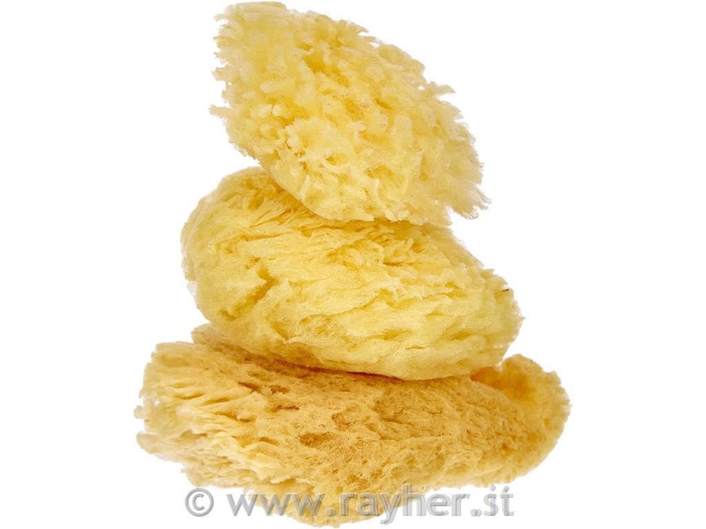 Gobica, 6-7,5 cm, 3 kosi