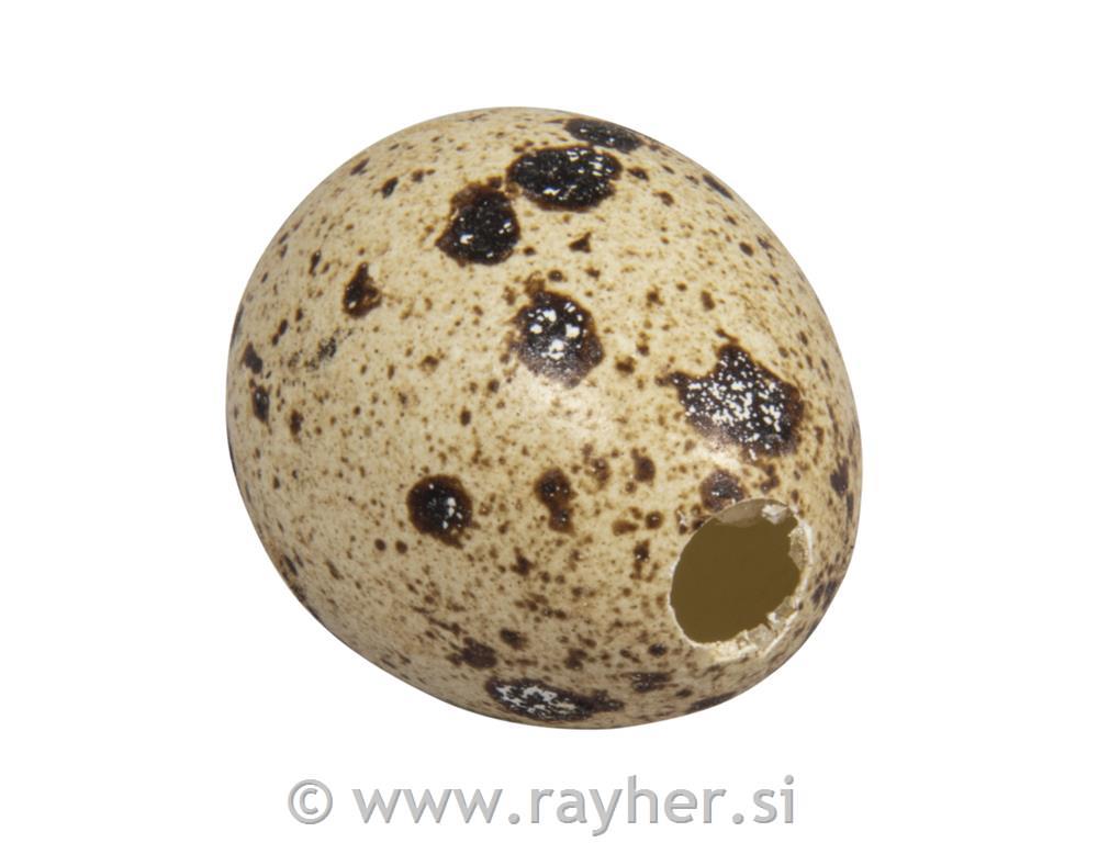 Prepeličja jajca, votla, 2,5x3 cm, set 12