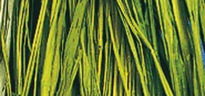 Rafija naravna, majsko zelena, zavoj 25 g