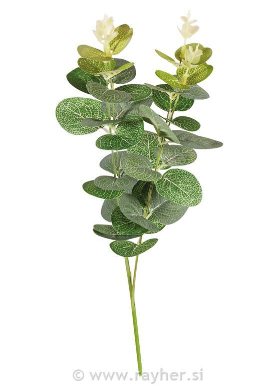 Eucalyptus branch, 34cm