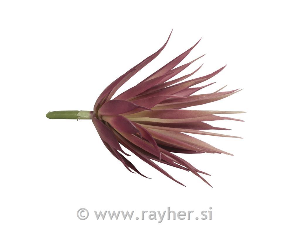 Succulent "Yucca", 12x12x19cm