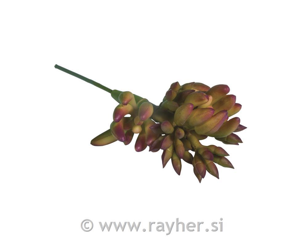 Succulent "Ovata", 7x5x13cm