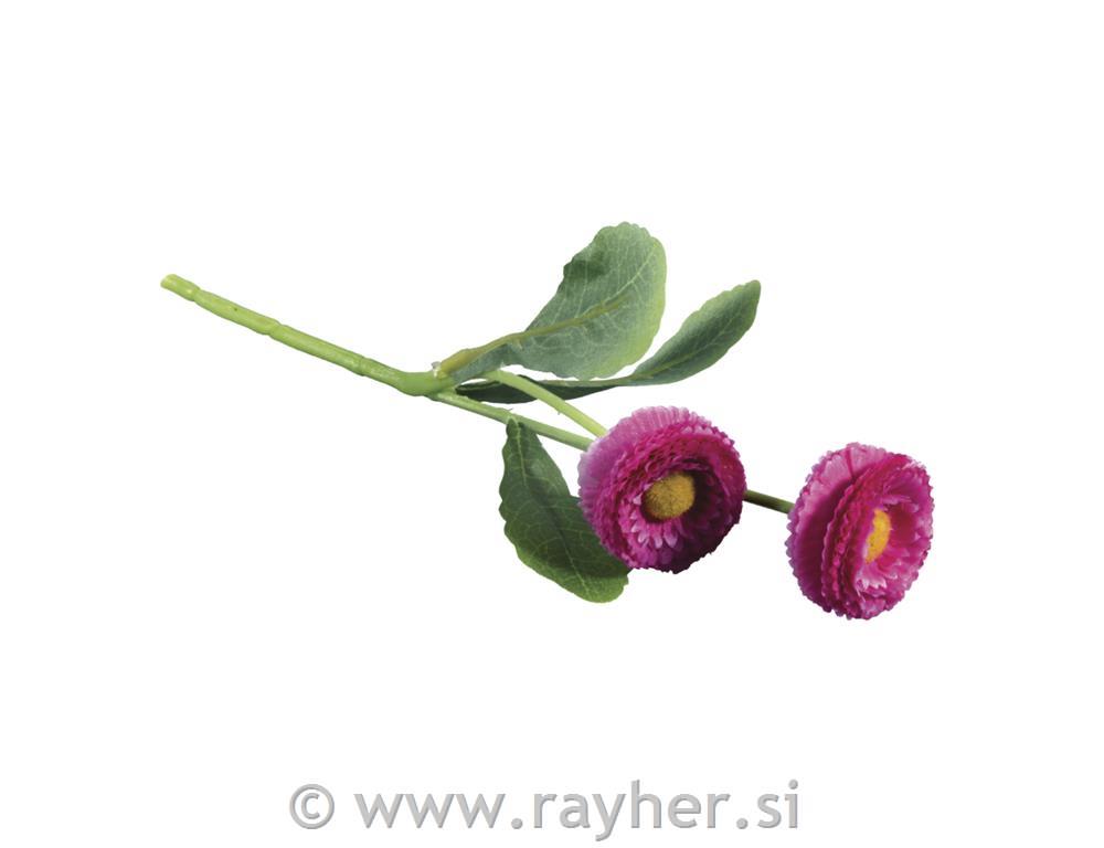 Marjetica, roza, 23cm, dva cvetova