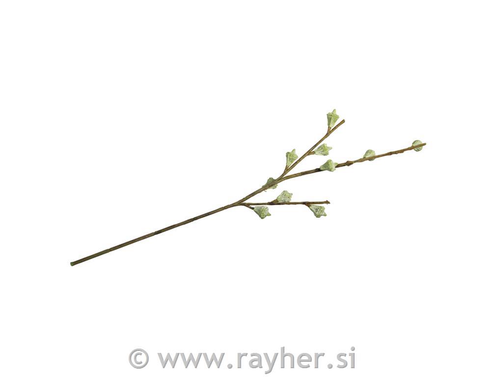 Eucalyptus fruit branch40cm