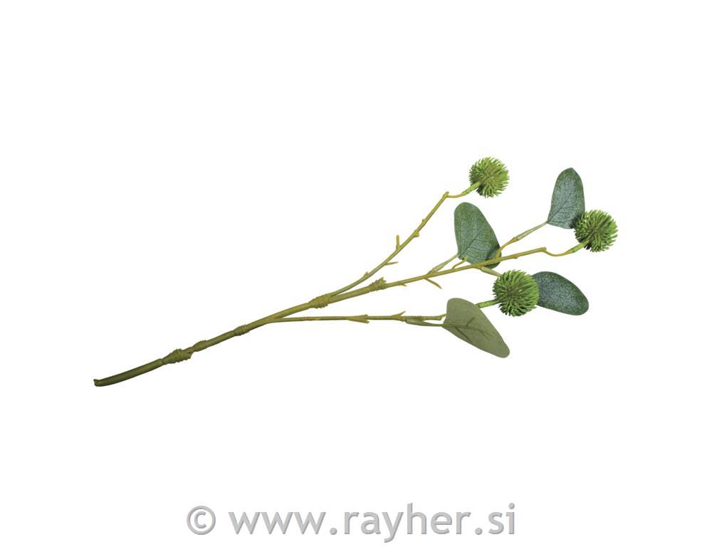 Vejica Eukaliptus s sadeži, 40cm