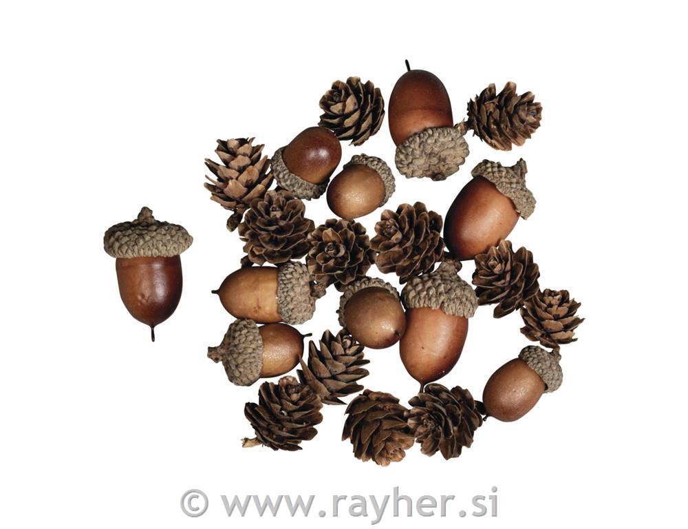 Acorn cone mixassorted 2-4cm, tab-bag 27pcs