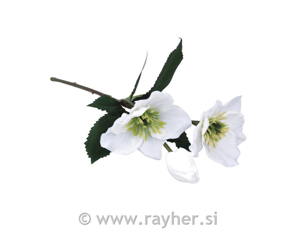 Eucalyptus branch, 34cm