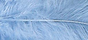 Perje dekorativno, svetlo modro, 8 cm, 10 kom.