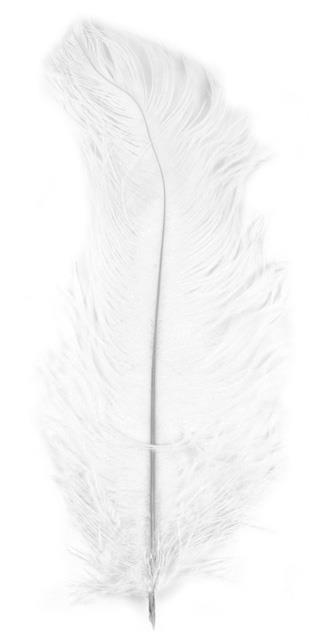 Nojevo perje, belo, 30 cm, 1 kom.