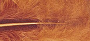 Fluffy feather, reddish-brown, 10-15 cm,