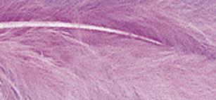 Perje puhasto, lila, 10-15 cm, 15 kom.