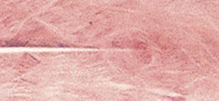 Perje puhasto, marelica, 10-15 cm, 15 kom.