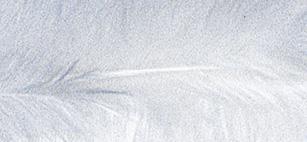 Trendy feather, white, 10-15 cm, tab-bag