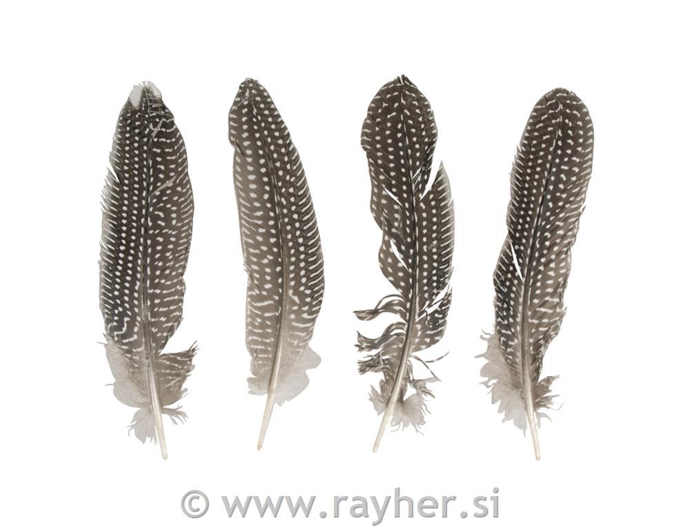Perje fazana, 20 - 22 cm, 4 kosi