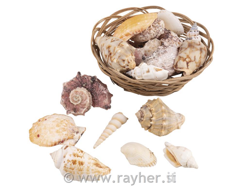 Školjke v košarici