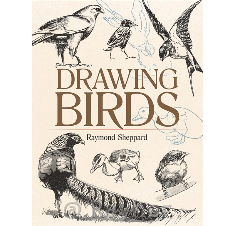 Knjiga Drawing Birds