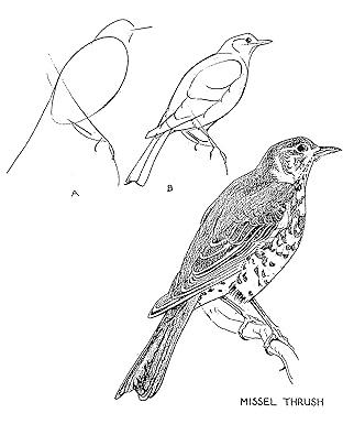 Knjiga Drawing Birds