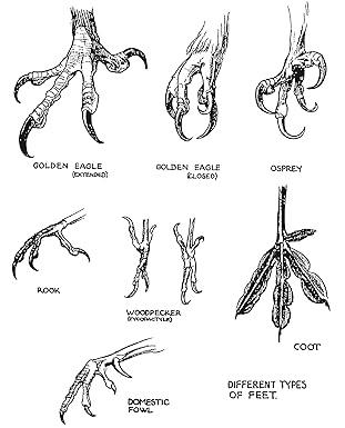 Knjiga Drawing Birds