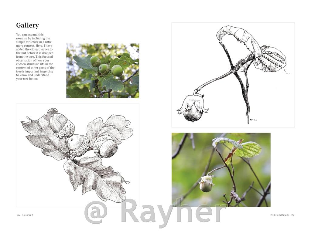 Knjiga How to Draw a Tree: From the Fruit to the Forest