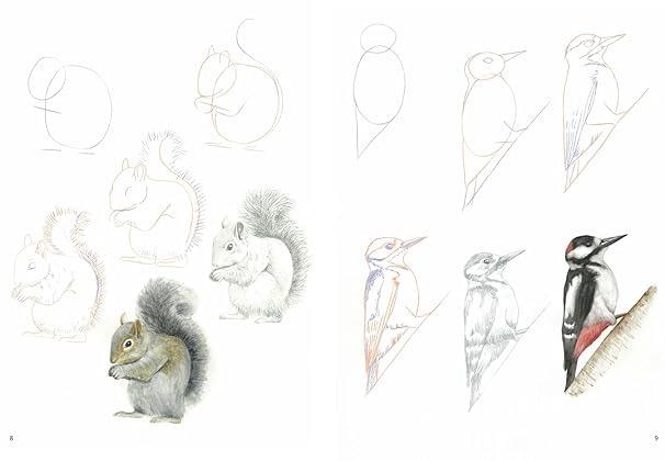 Knjiga How to Draw: Woodland Animals
