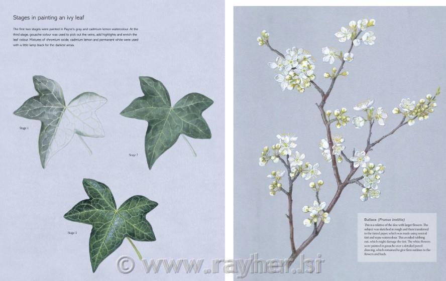 Knjiga The Kew Book of Botanical Illustration