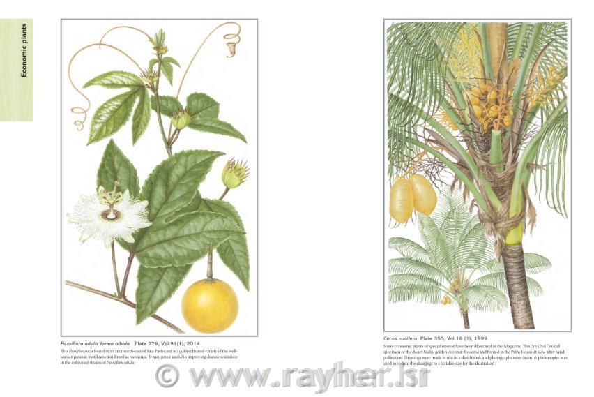 Knjiga The Kew Book of Botanical Illustration