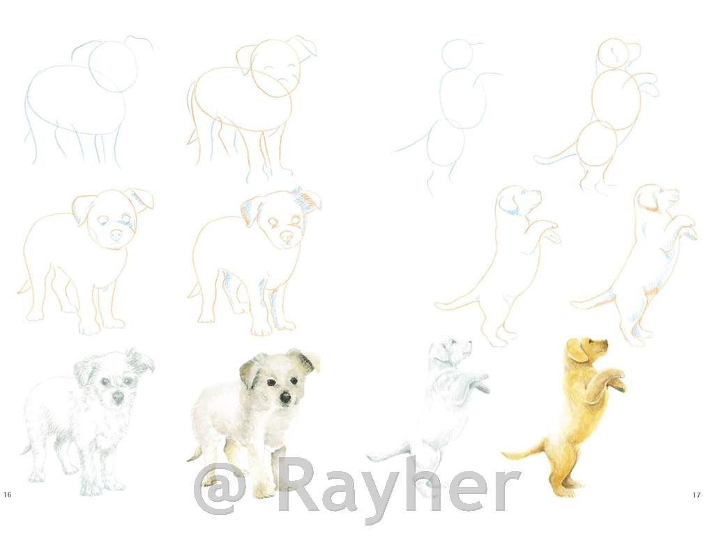 Knjiga How to Draw: Puppies