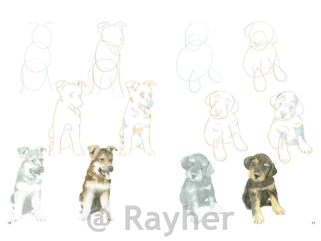 Knjiga How to Draw: Puppies
