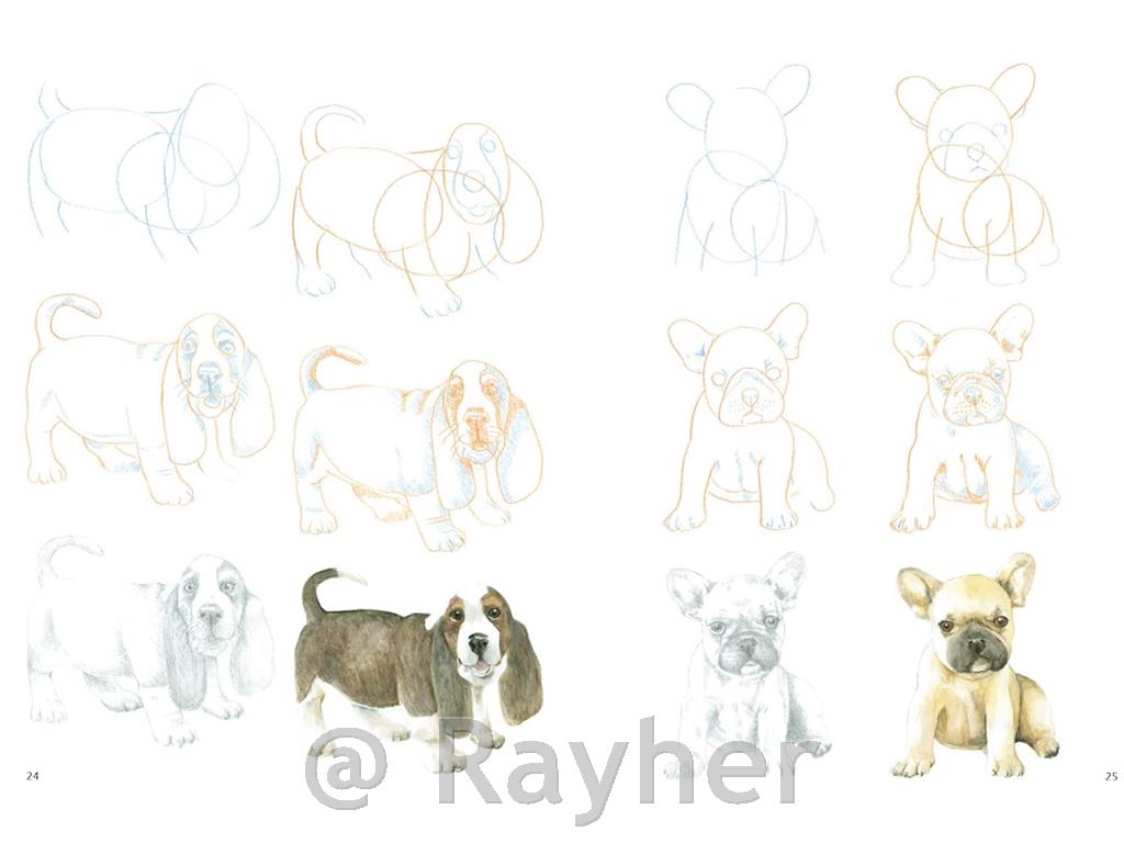 Knjiga How to Draw: Puppies