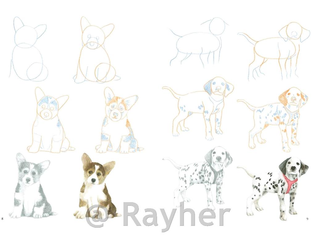 Knjiga How to Draw: Puppies