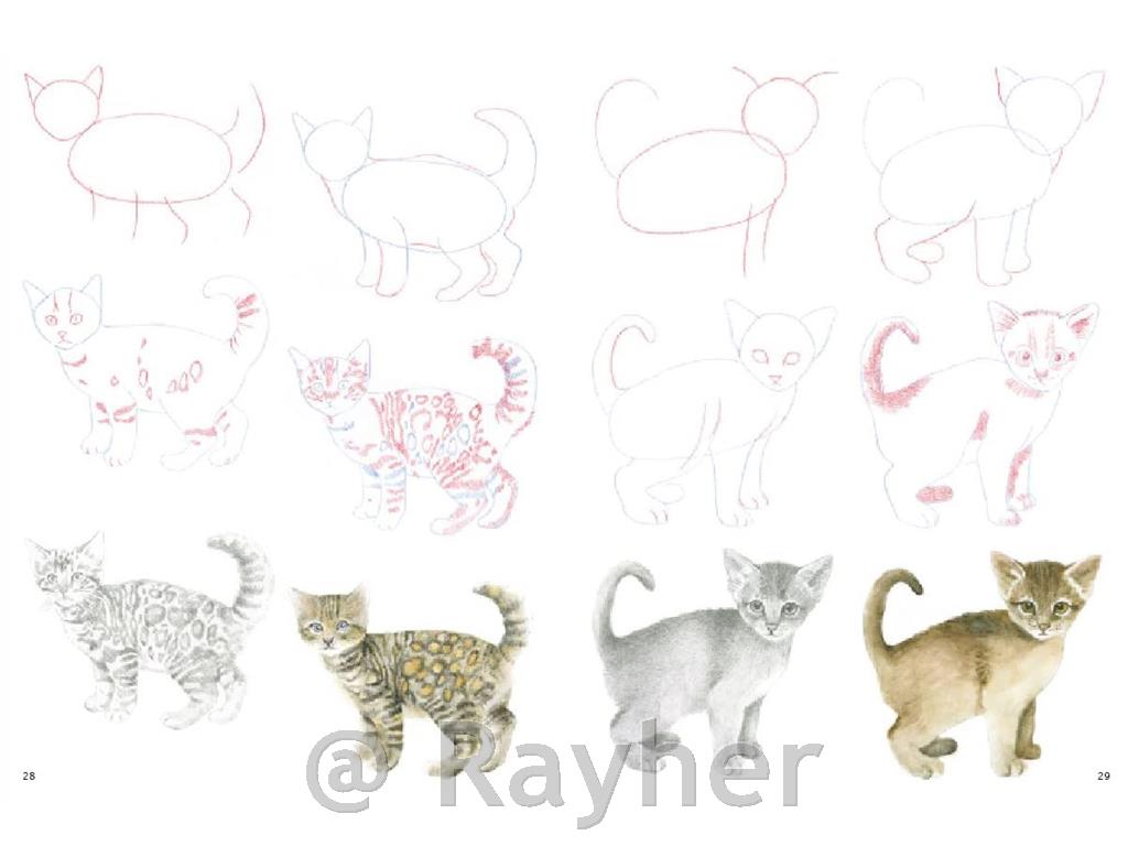 Knjiga How to Draw: Kittens