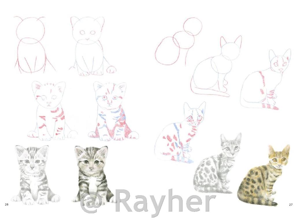 Knjiga How to Draw: Kittens