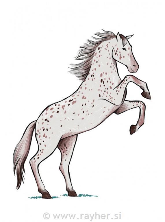 Knjiga Horses and Ponies