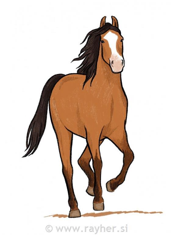 Knjiga Horses and Ponies