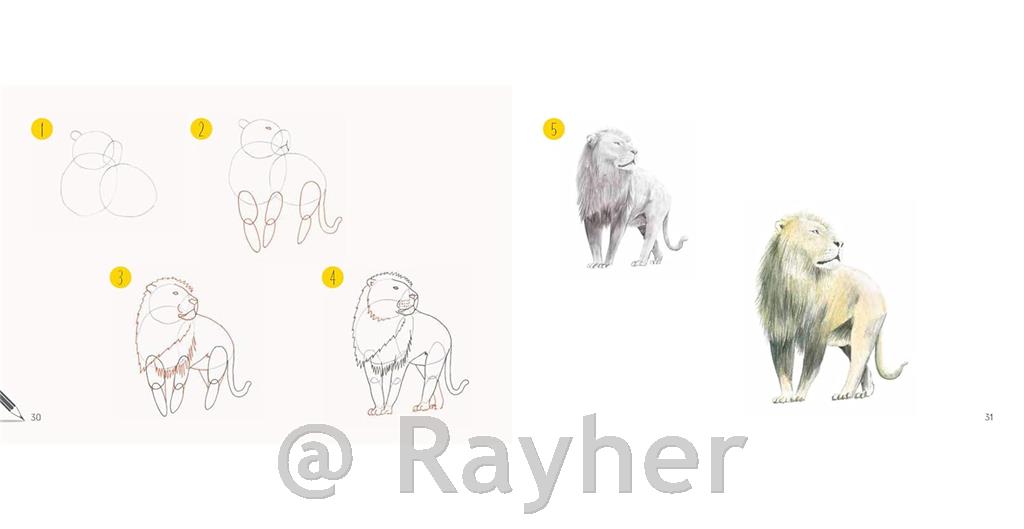 Knjiga Draw 30: Animals