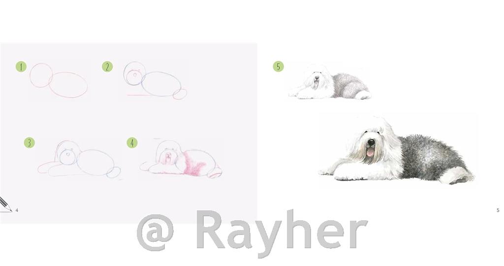 Knjiga Draw 30: Dogs