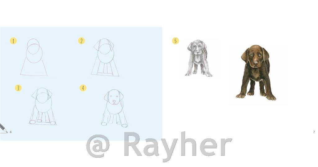 Knjiga Draw 30: Dogs