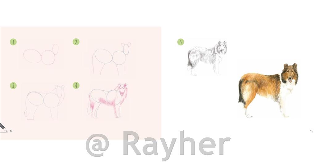 Knjiga Draw 30: Dogs