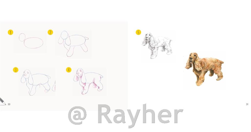 Knjiga Draw 30: Dogs