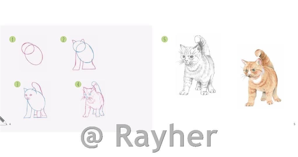 Knjiga Draw 30: Cats