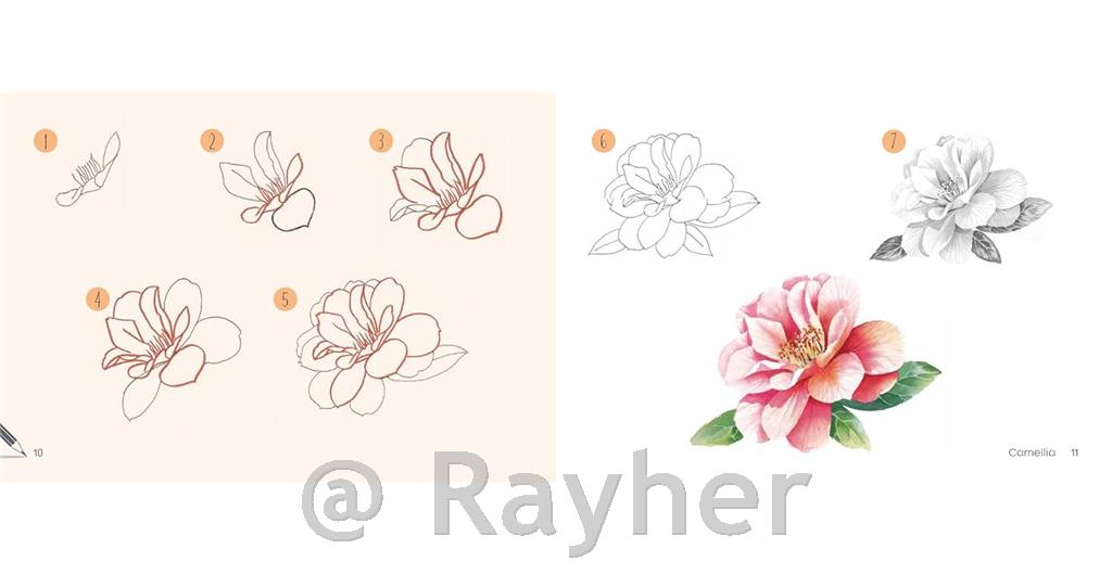 Knjiga Draw 30: Flowers