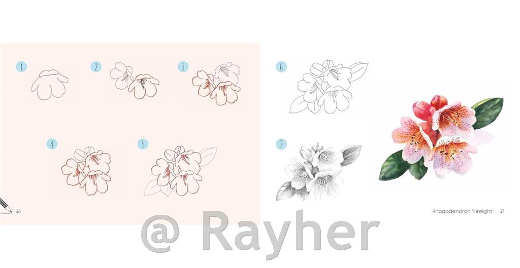 Knjiga Draw 30: Flowers