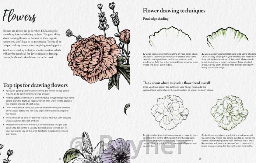 Knjiga Book of Drawing Flora and Fauna