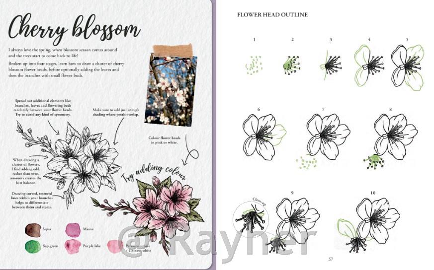 Knjiga Book of Drawing Flora and Fauna