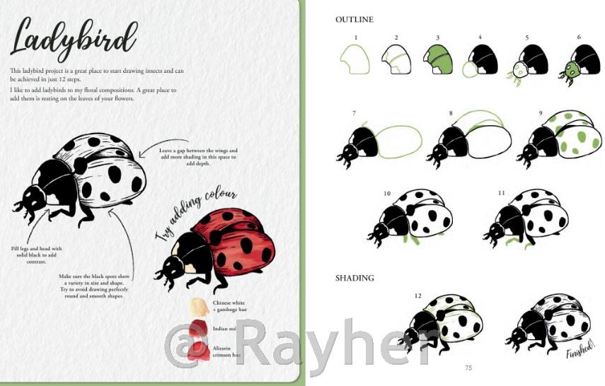 Knjiga Book of Drawing Flora and Fauna