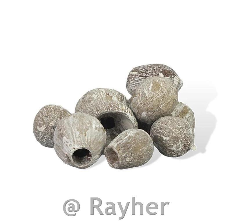 Plodovi evkaliptusa 1-5cm